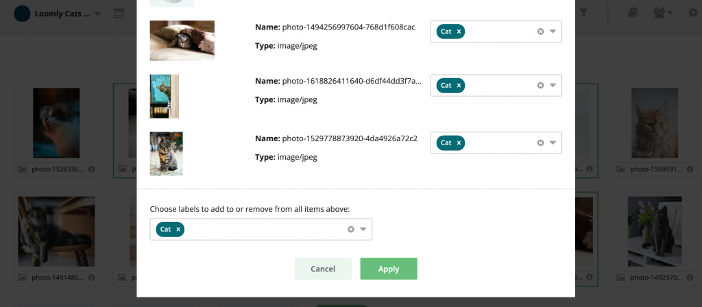 Add labels in bulk in Loomly content library