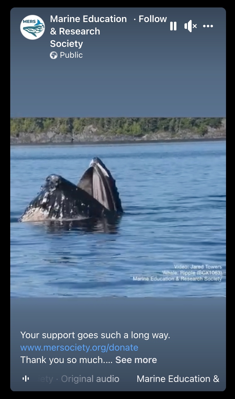 Facebook reel with donation link