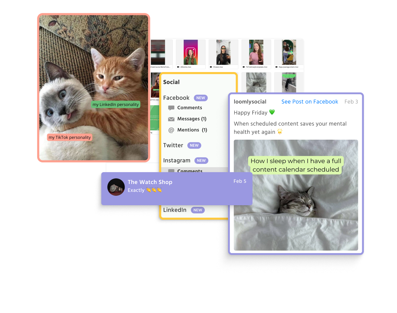 Loomly Library displayed with cat images